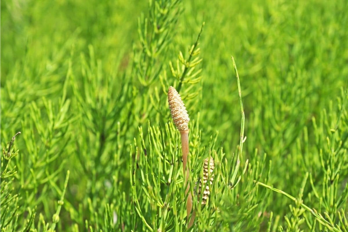 Ackerschachtelhalm (Equisetum arvense)