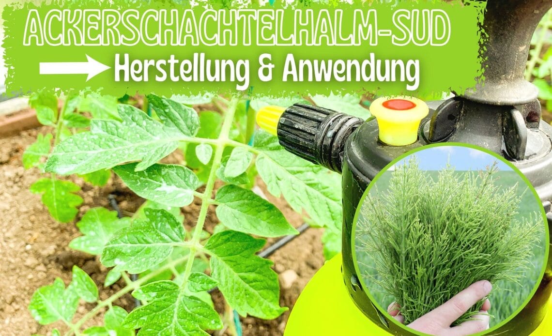 Ackerschachtelhalm-Sud herstellen