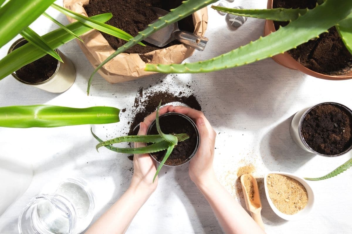 Aloe Vera Erde selber mischen