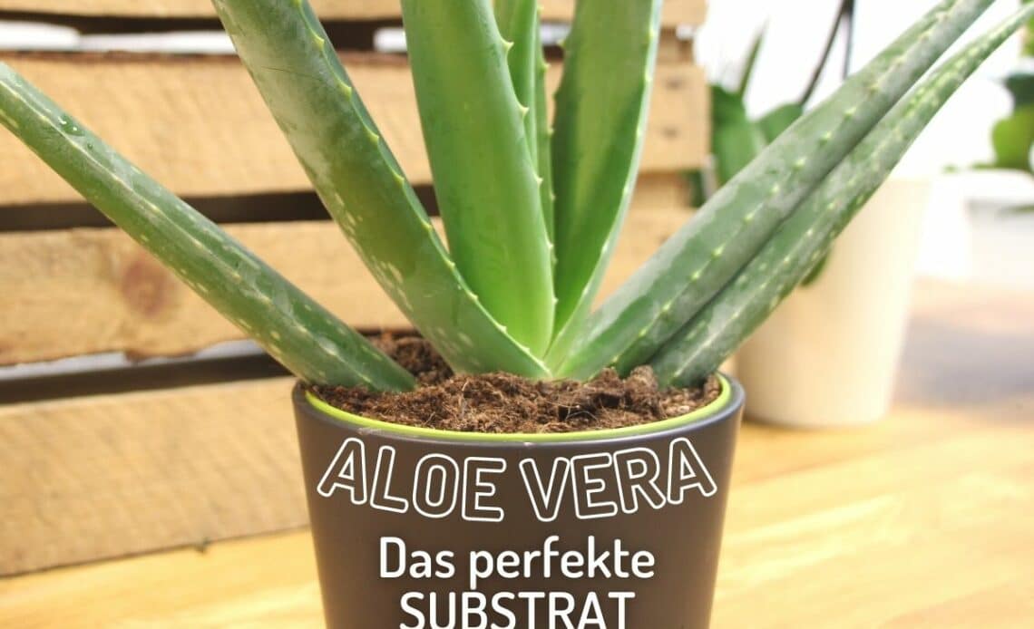 Aloe Vera im Topf mit Erde