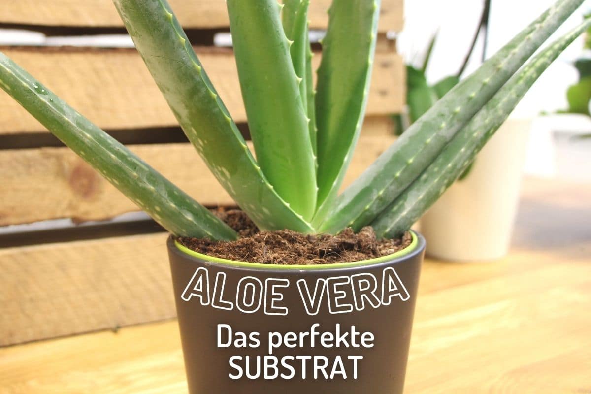 Aloe Vera: welche Erde ist ideal? - Gartenrat.de