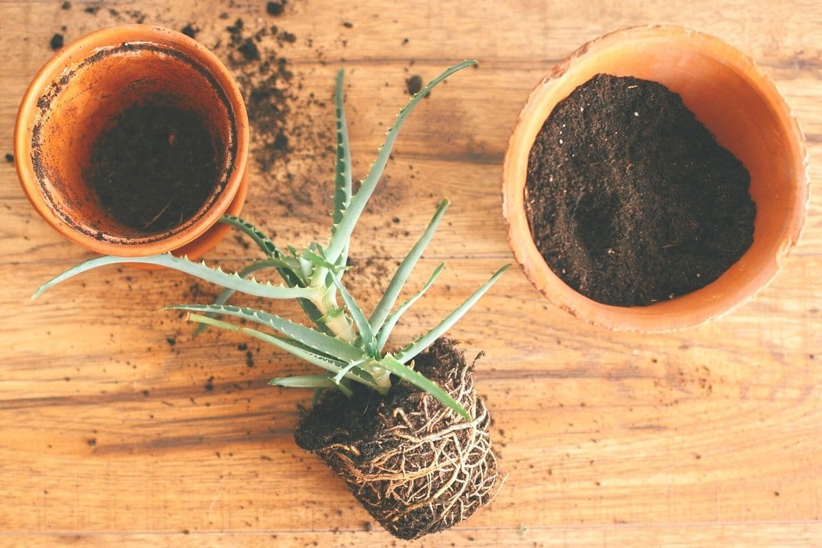 Aloe Vera umtopfen