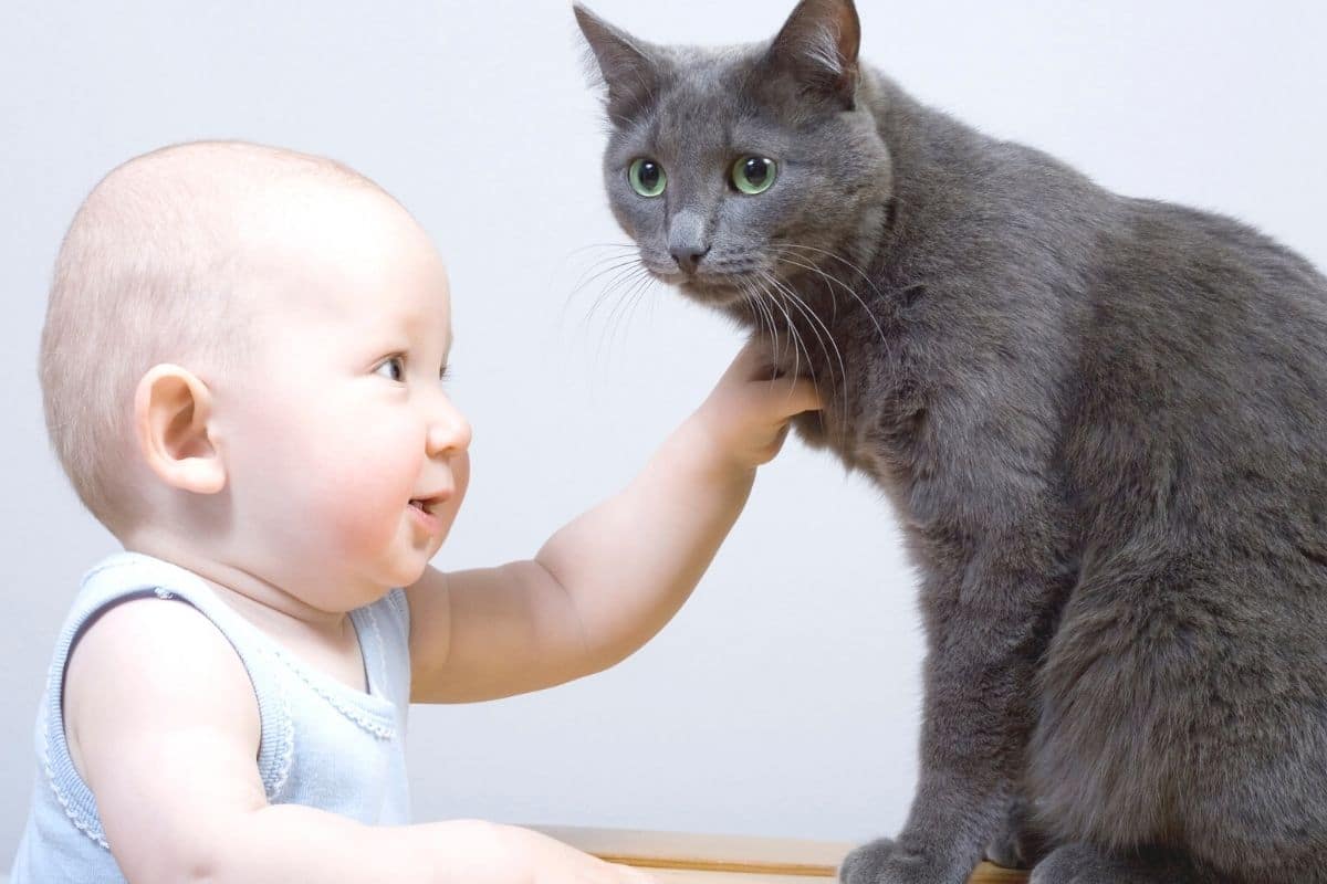 Gummibaum giftig - Baby und Katze