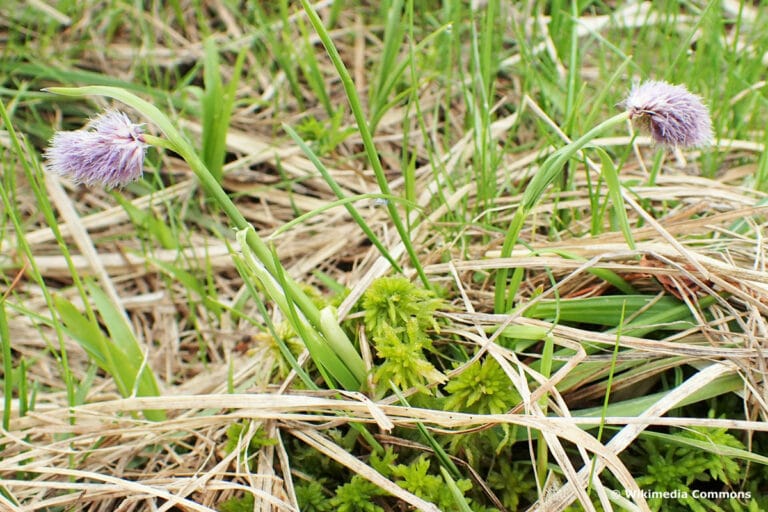 50 Pflanzen für trockene oder sandige Böden Gartenrat.de