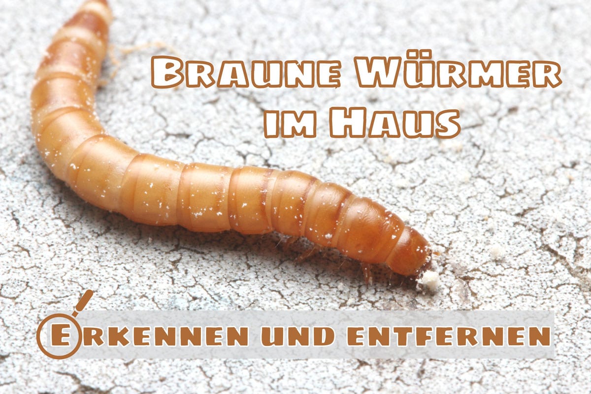 38+ Kleine Braune Würmer Im Garten, Als drahtwürmer werden die