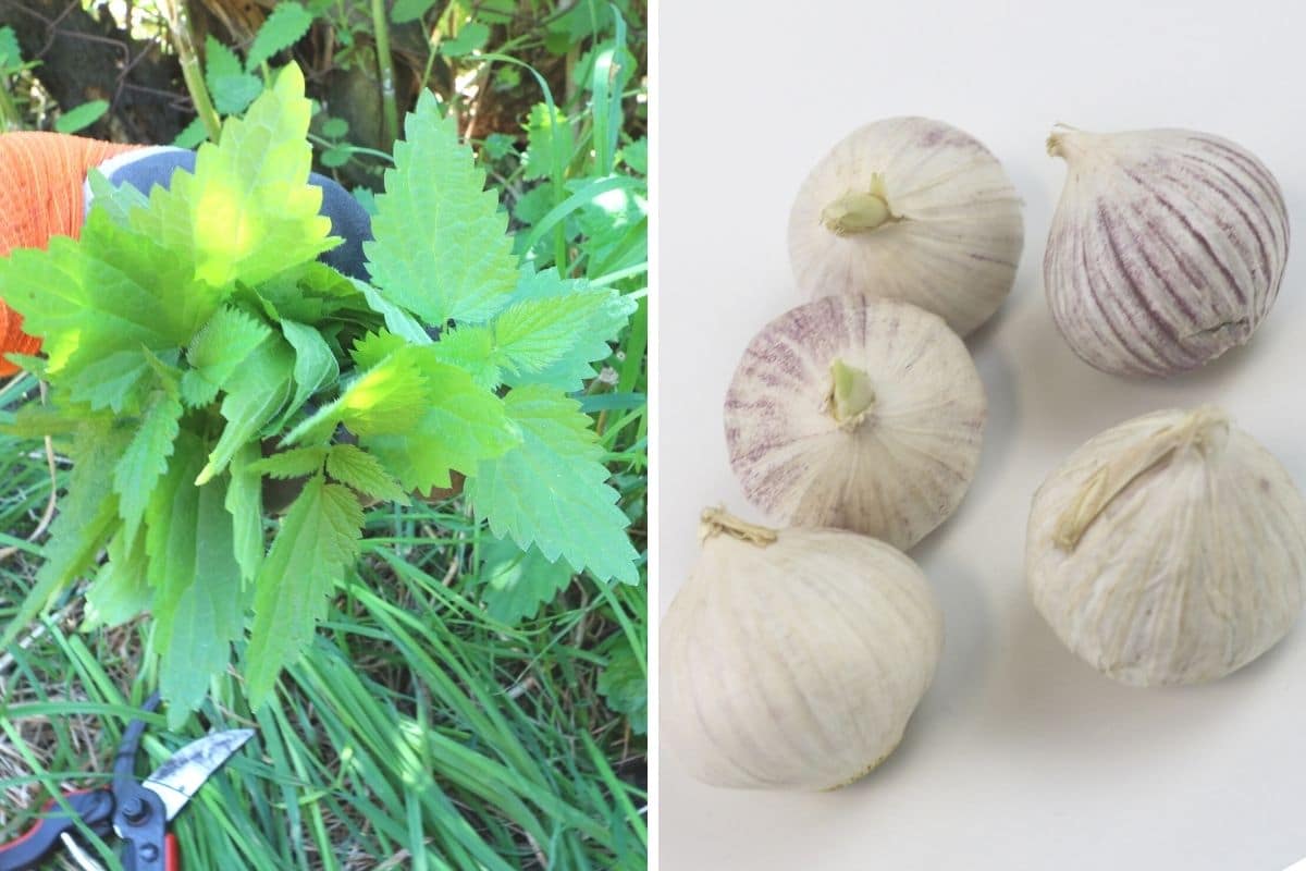 Thripse am Basilikum bekämpfen - Brennnessel und Knoblauch