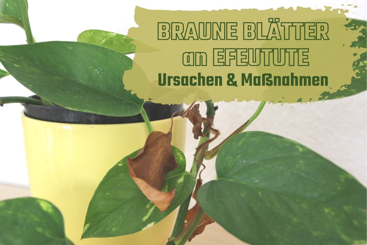 Efeutute hat braune Flecken: Ursachen und Hilfe - Gartenrat.de