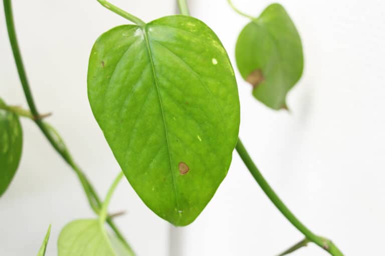 Efeutute hat braune Flecken Ursachen und Hilfe Gartenrat.de