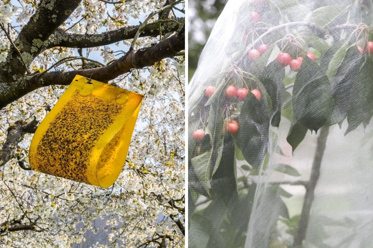 Würmern in Kirschen vorbeugen - Gelbfallen und Schutznetz