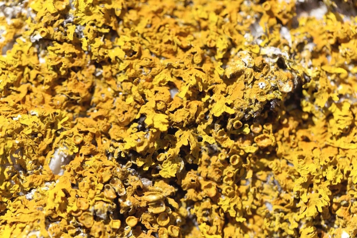 Gewöhnliche Gelbflechte (Xanthoria parietina)