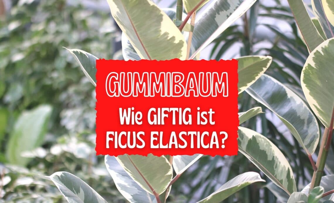 Ist der Gummibaum giftig