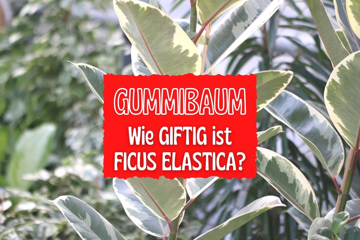 Gummibaum Ist er giftig für Katzen und Kinder? Gartenrat.de