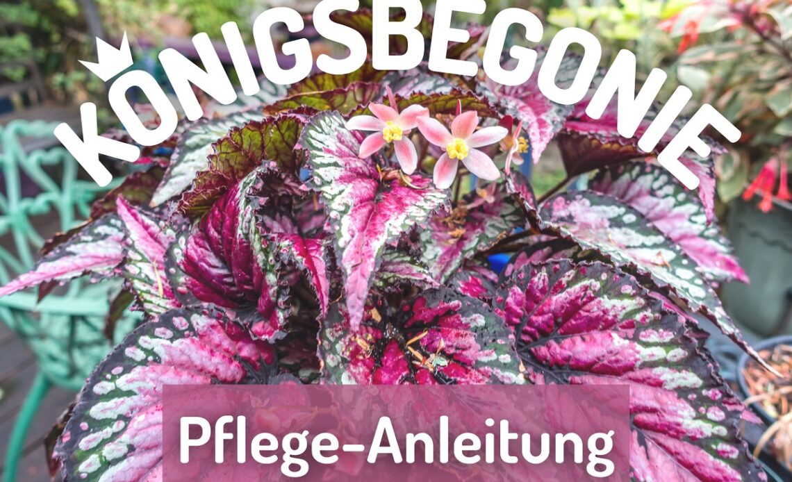 Königsbegonie (Begonia rex)