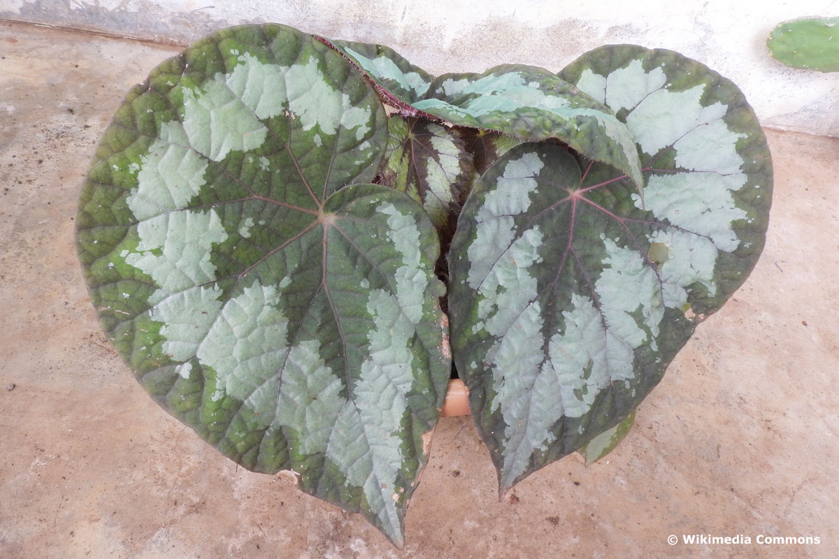 Königsbegonie - Begonia rex 'Silver Queen'