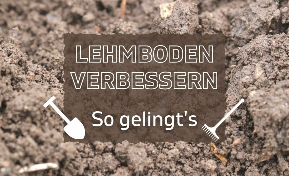 Lehmigen Boden verbessern