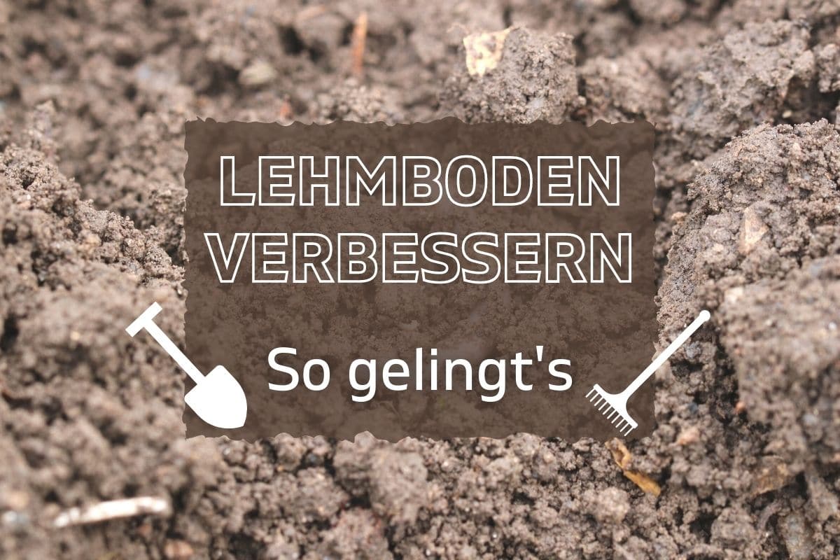Lehmigen Boden verbessern und durchlässiger machen Gartenrat.de