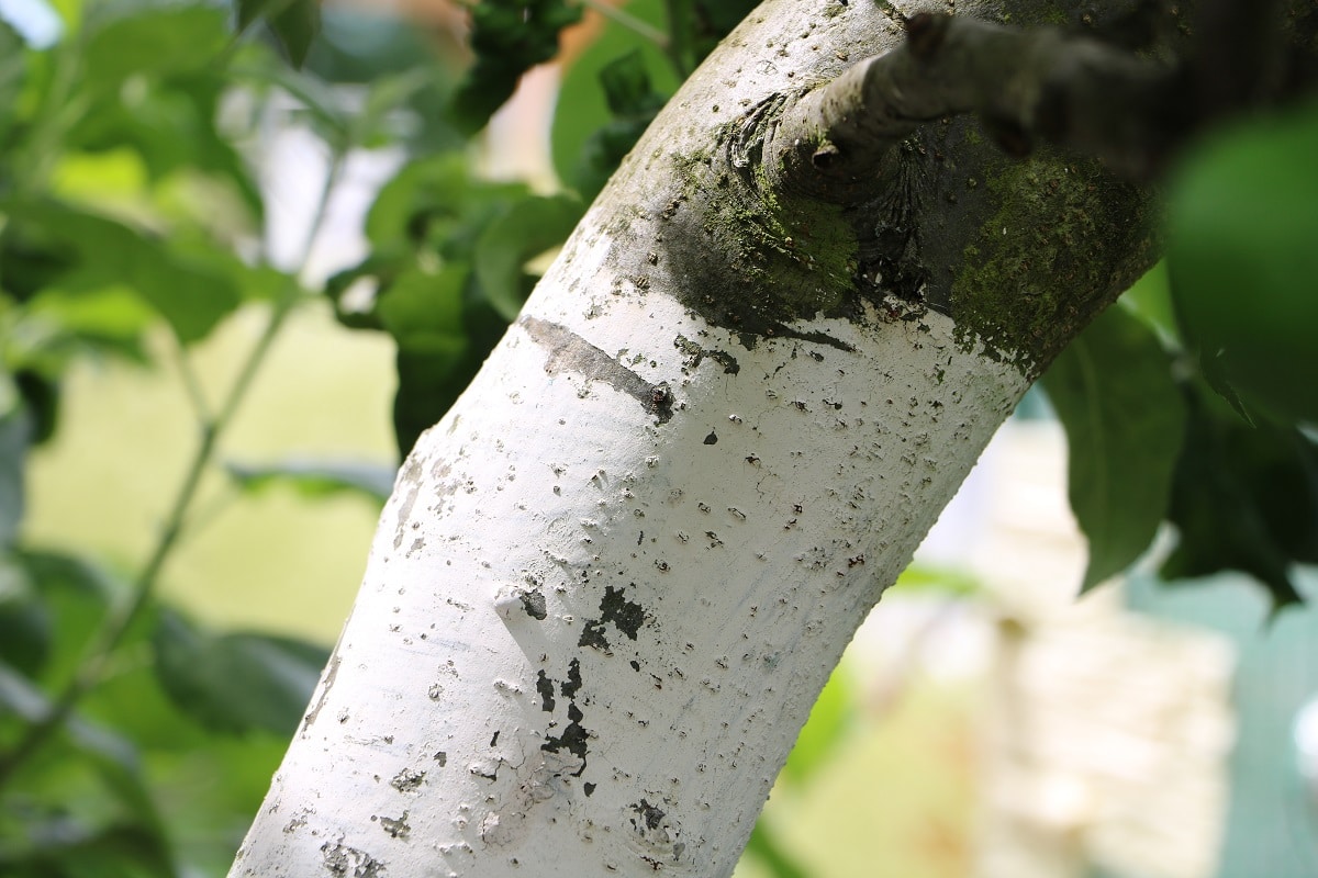 Obstbaum mit Kalkanstrich