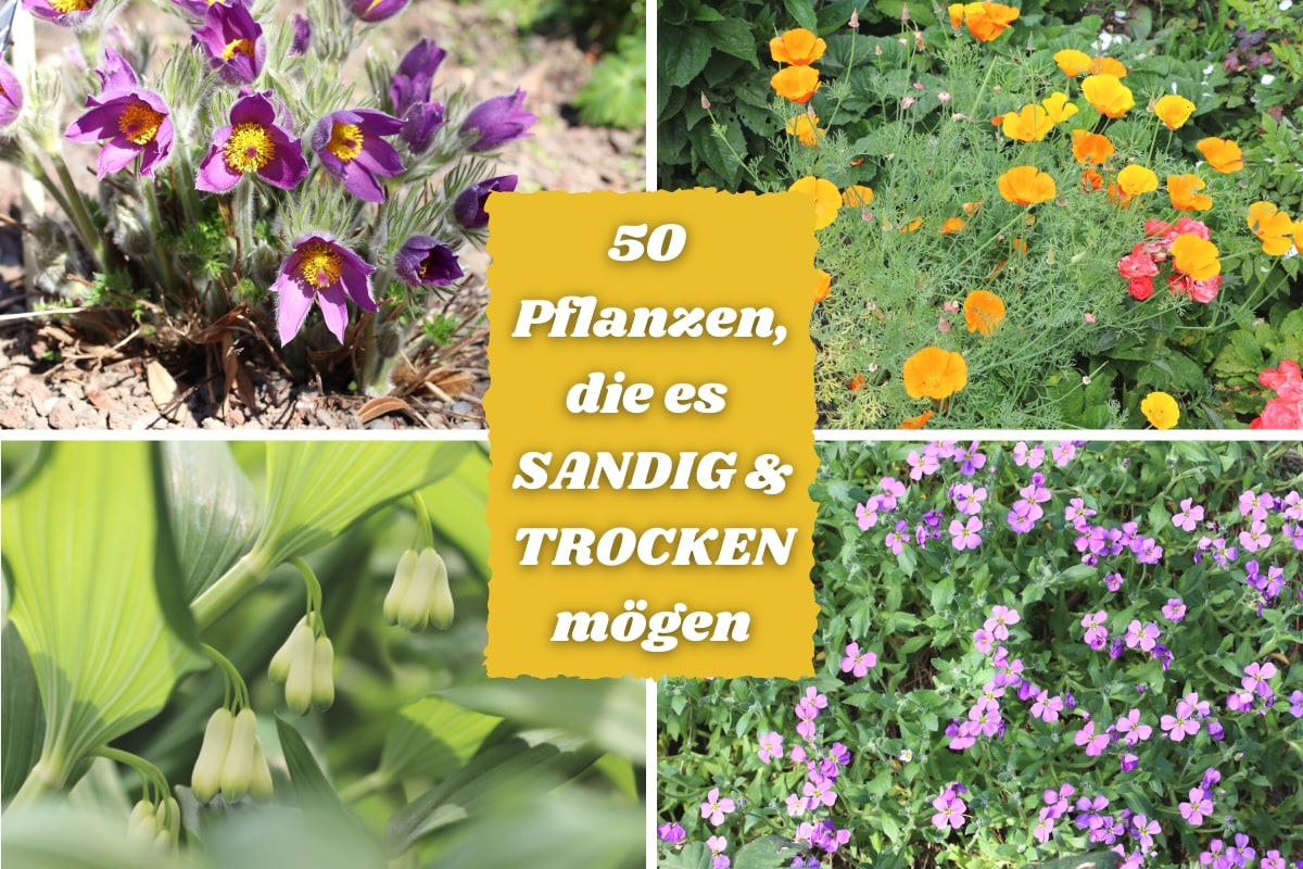 50 Pflanzen für trockene oder sandige Böden Gartenrat.de