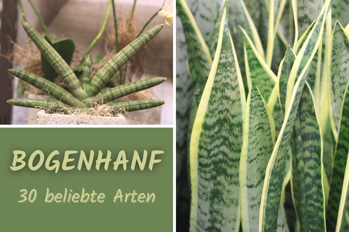 30 Sansevieria-Arten von A-Z | Bogenhanf in Bildern - Gartenrat.de