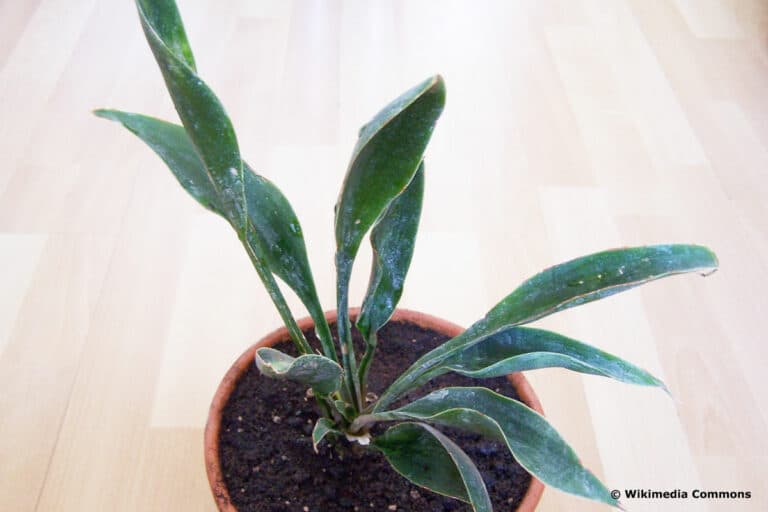 30 SansevieriaArten von AZ Bogenhanf in Bildern Gartenrat.de