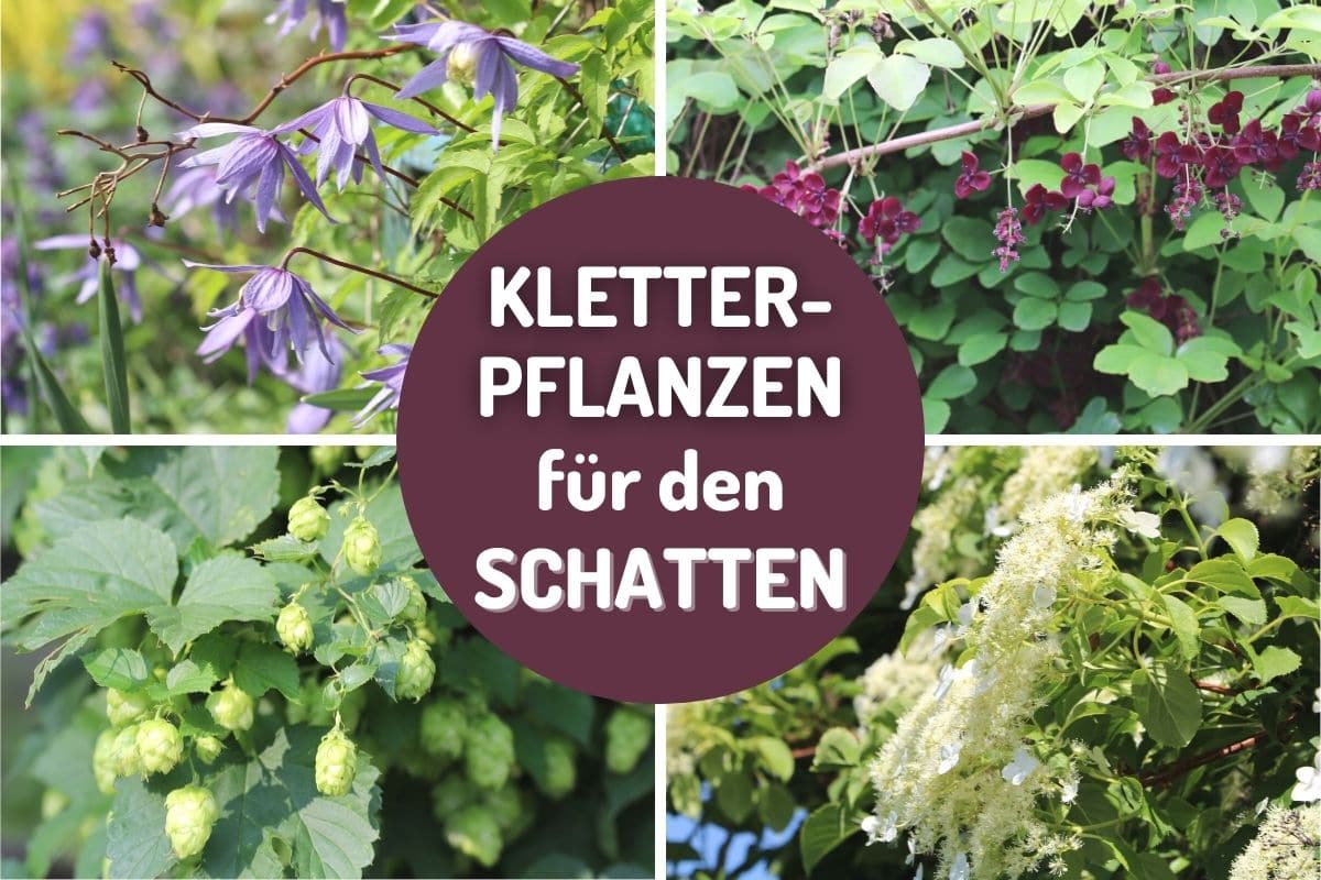 Bluhende Kletterpflanzen Winterhart Mehrjahrig Schnellwachsend Immergrun