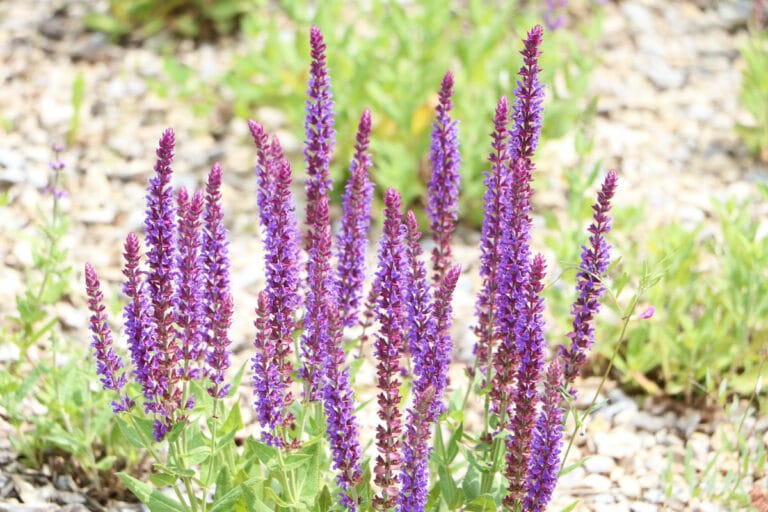 50 Pflanzen für trockene oder sandige Böden Gartenrat.de