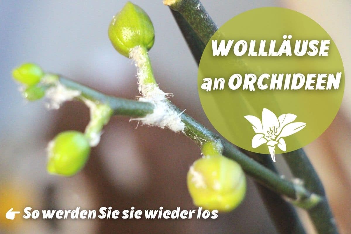 Wollluse an Orchideen bekmpfen: 4 wirksame Mittel - Gartenrat.de