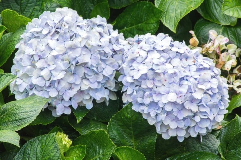 Winterharte Dauerblüher Liste mit 29 Pflanzen Gartenrat.de
