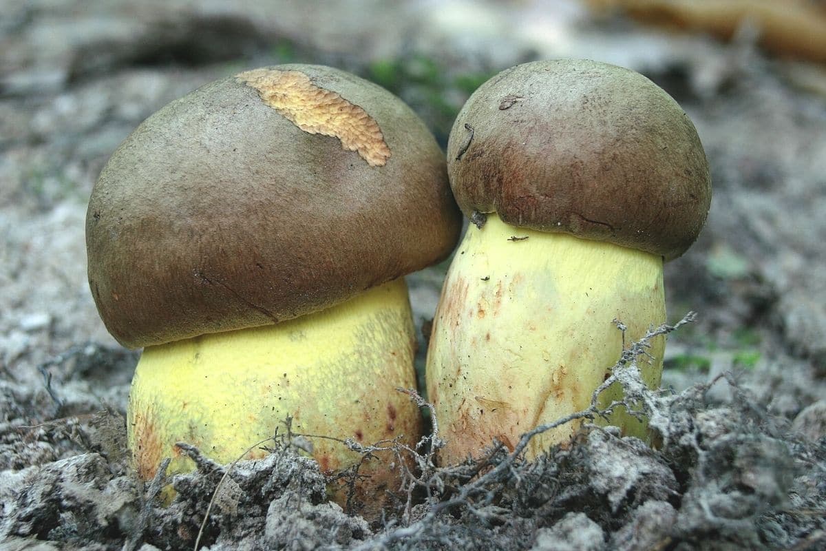 Anhängsel-Röhrling (Boletus appendiculatus)