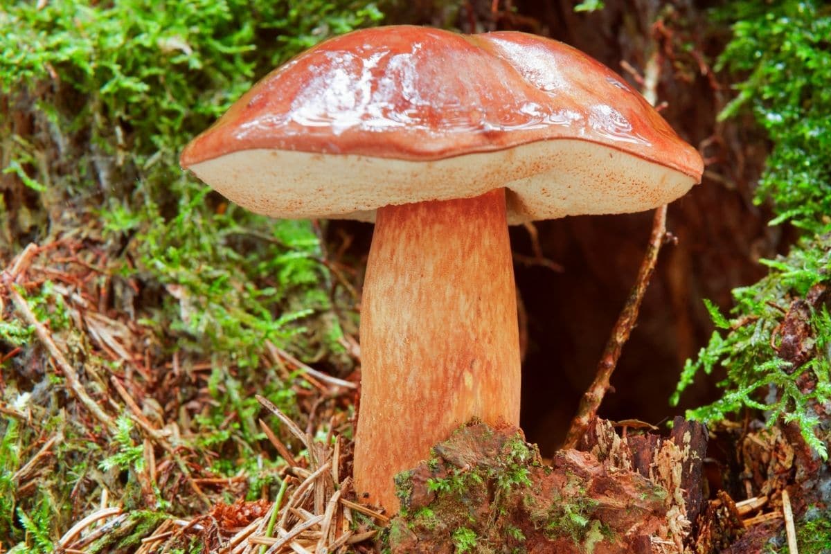 Bronze-Röhrling (Boletus aereus)