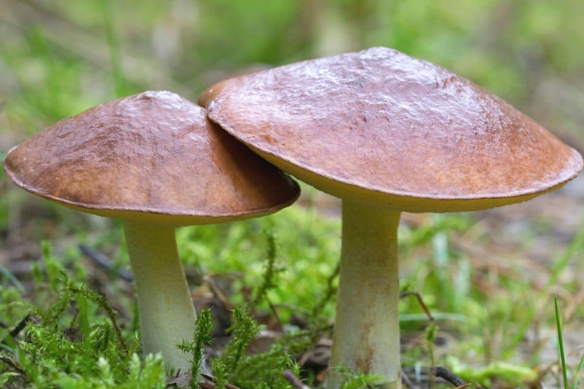 Butterpilz (Suillus luteus)