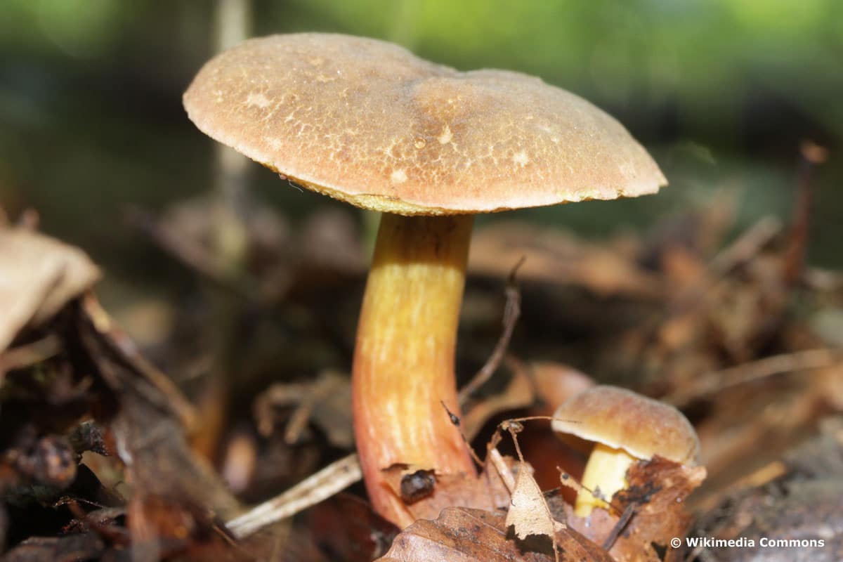 Eichen-Filzröhrling (Xerocomus communis)