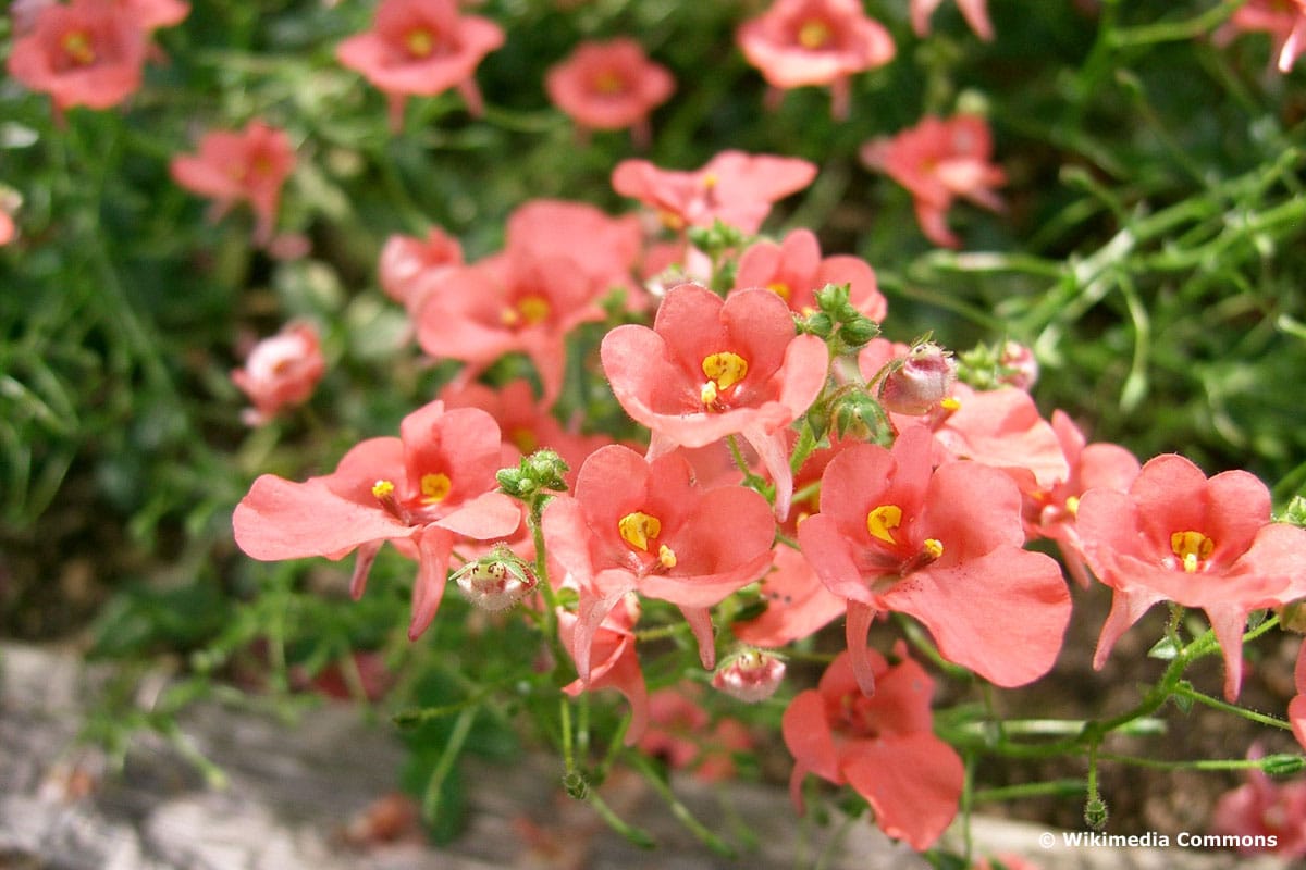 Mischkultur für Erdbeeren - Elfernsporn (Diascia)