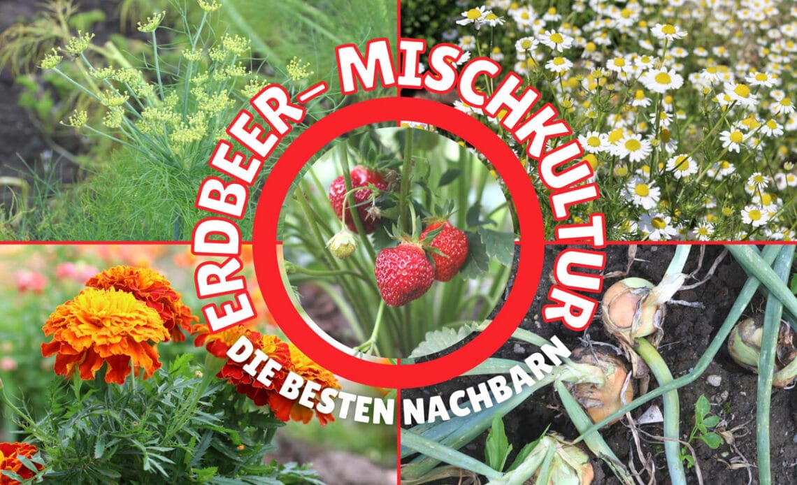 Erdbeer-Mischkultur