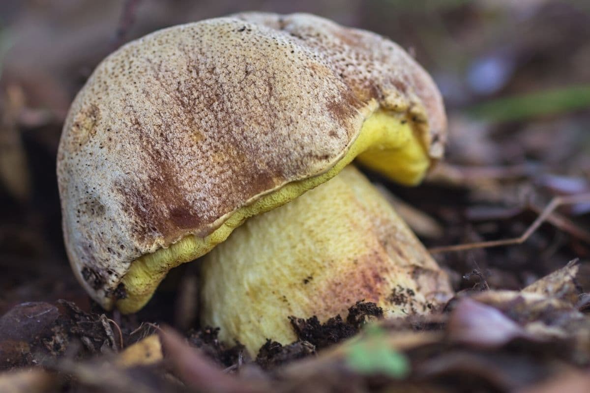 Fahler Röhrling (Boletus impolitus)