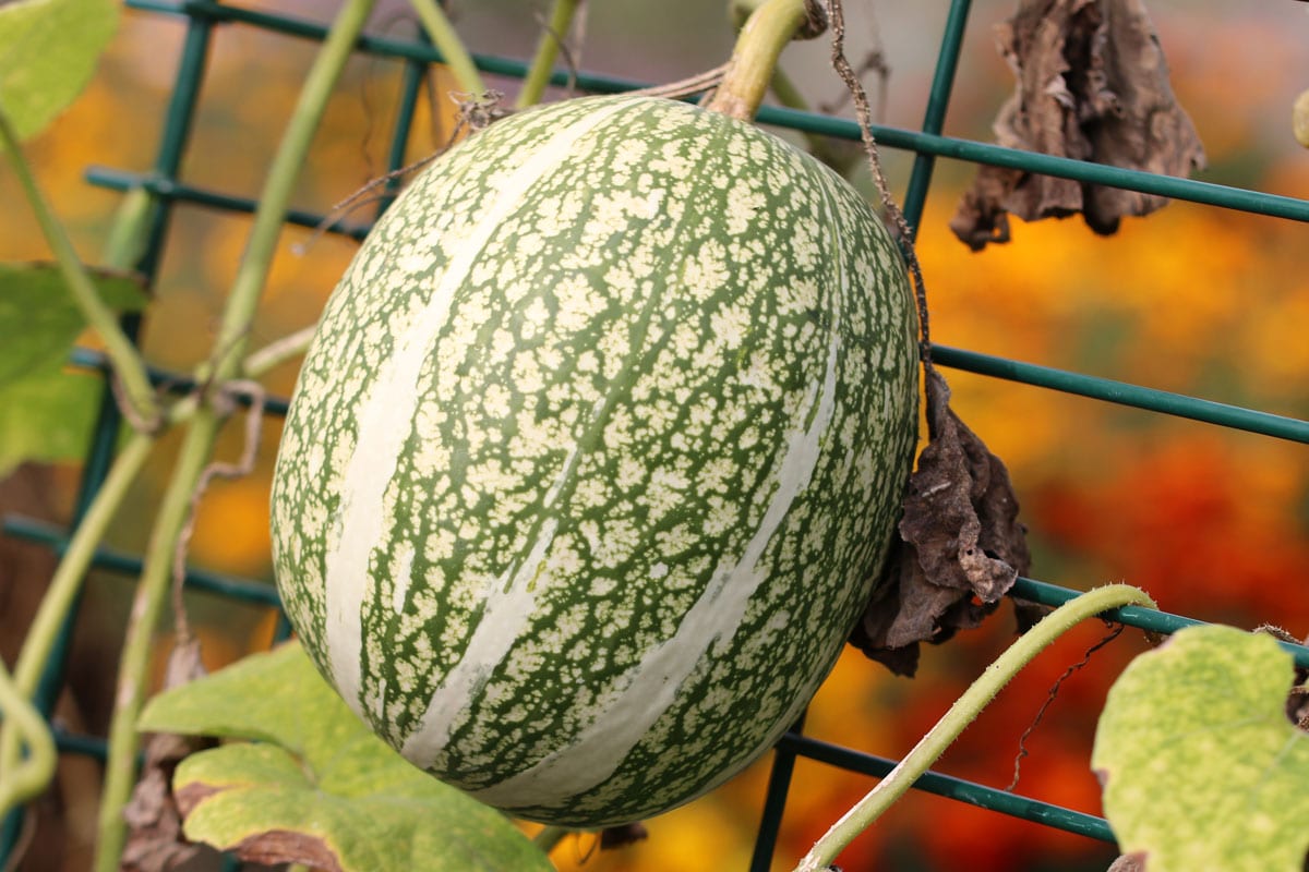 Feigenblattkürbis (Cucurbita ficifolia)