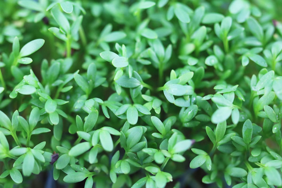 Gartenkresse (Lepidium sativum)