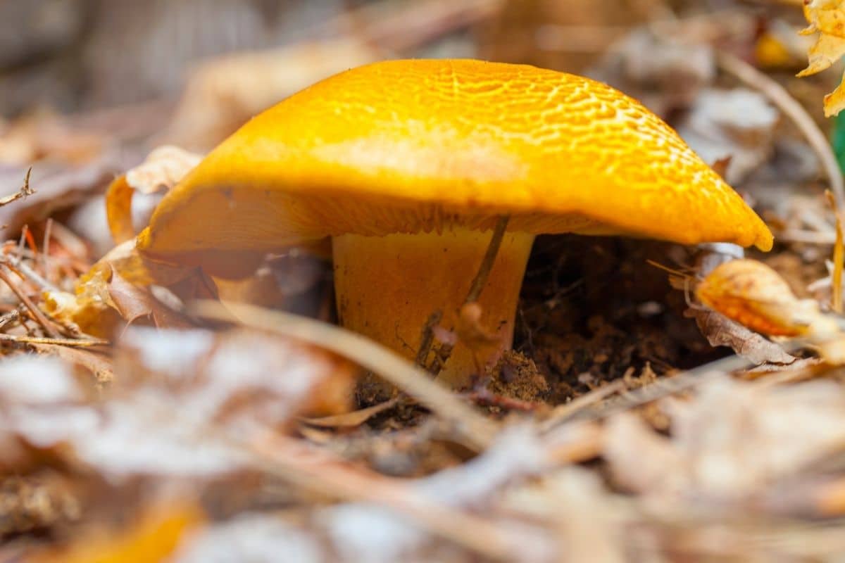 Gelber Raufuß (Leccinum crocipodium)