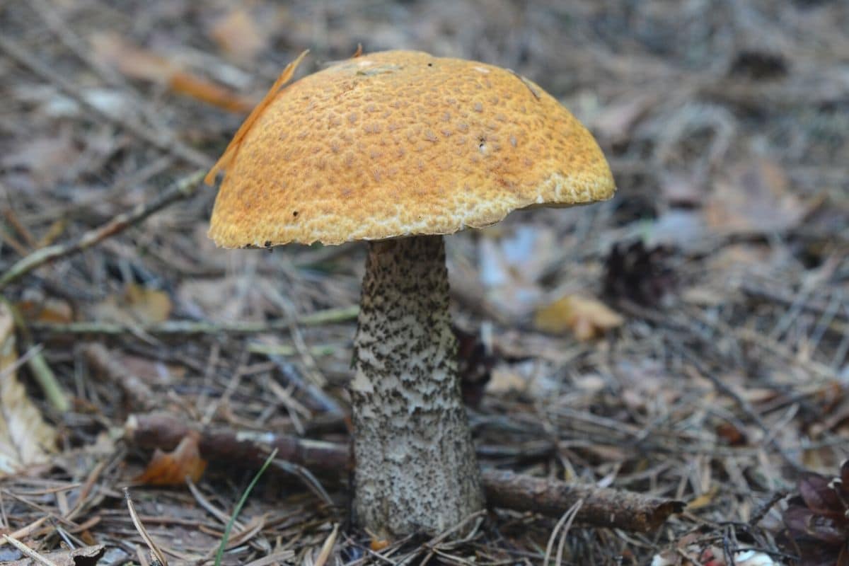 Gemeiner Birkenpilz (Leccinum scabrum)