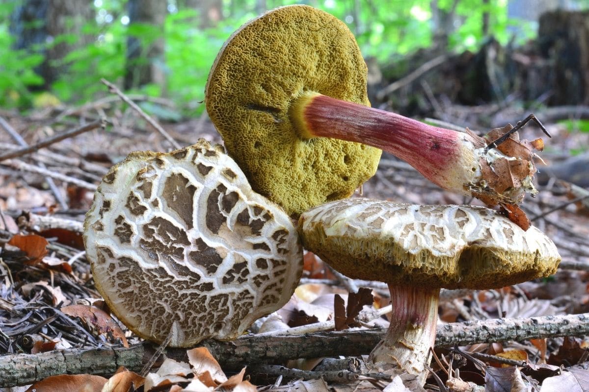 Gemeiner Rotfußröhrling (Xerocomellus chrysenteron)