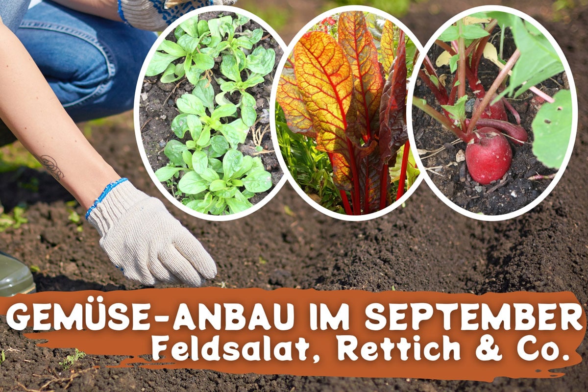 9 Gemüse, die man im September säen kann Gartenrat.de