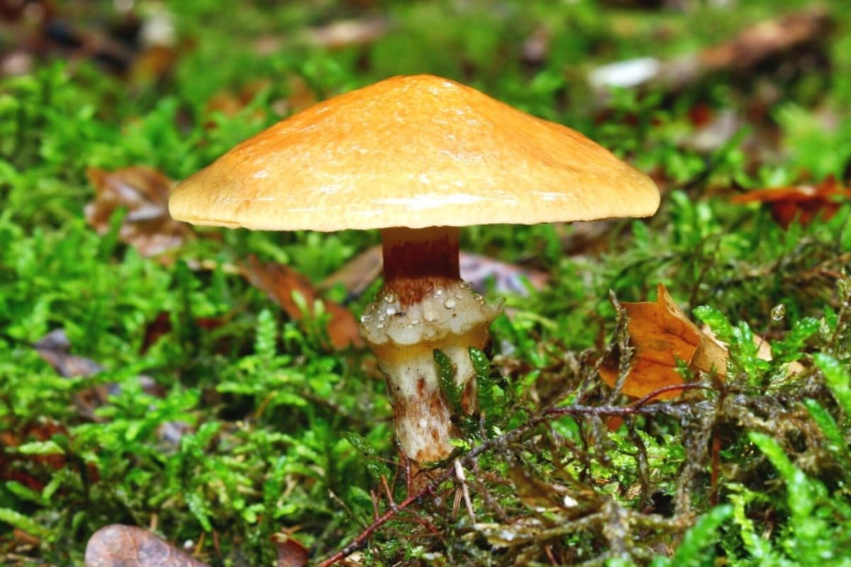 Gold-Röhrling (Suillus grevillei)