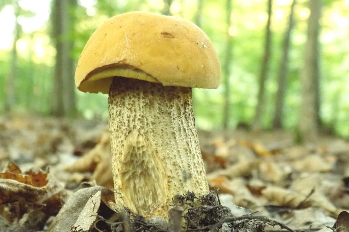 Hainbuchen-Röhrling (Leccinum griseum)