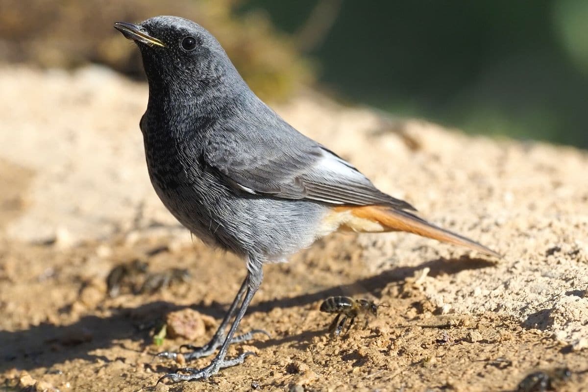 Vögel, die nachts singen - Hausrotschwanz (Phoenicurus ochruros)