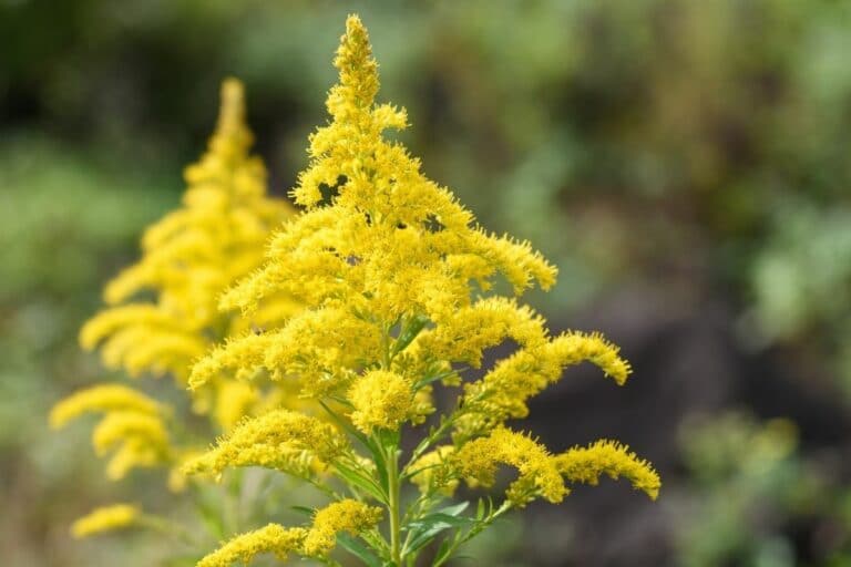Gelbe Wiesenblumen 25 heimische Pflanzen Gartenrat.de