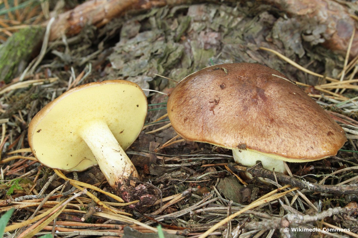 Körnchen-Röhrling (Suillus granulatus)