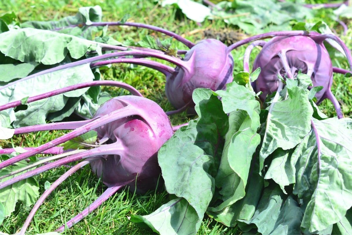 Kohlrabi ernten