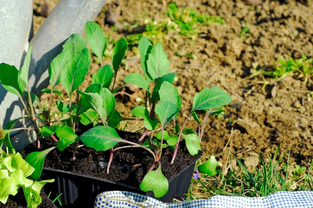 Vorgezogener Kohlrabi in Anzuchttöpfen kurz vor dem Auspflanzen