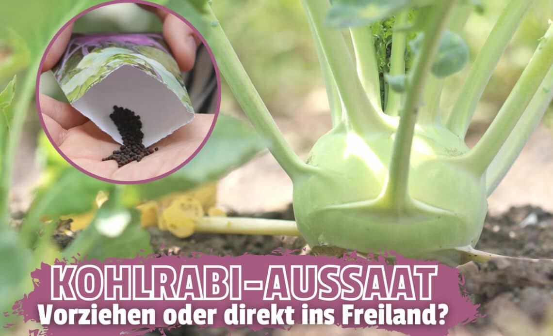 Kohlrabi vorziehen oder Direktsaat