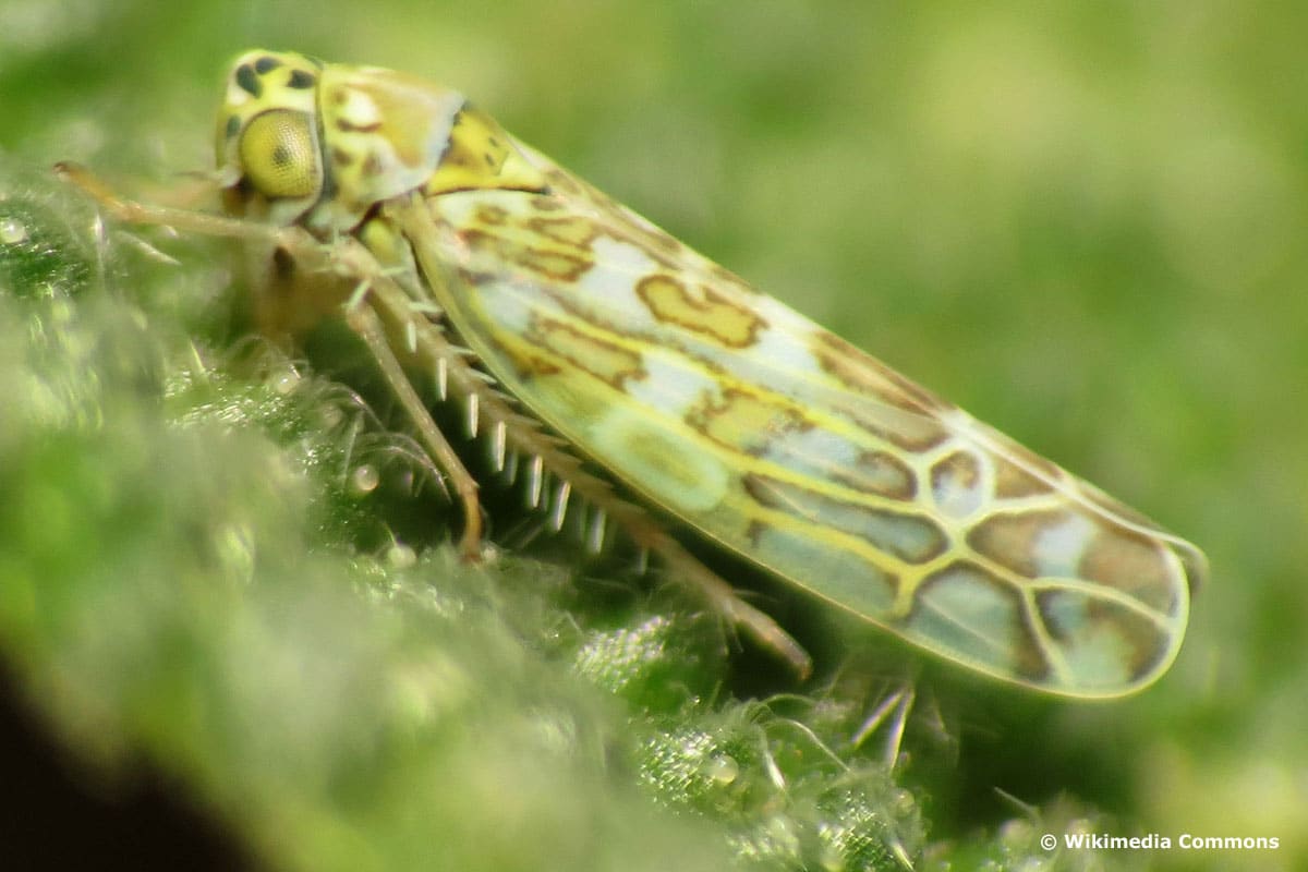 Kräuter-Blattzikade (Eupteryx melissae)